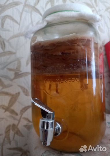 Комбуча чайный гриб купить в Москве