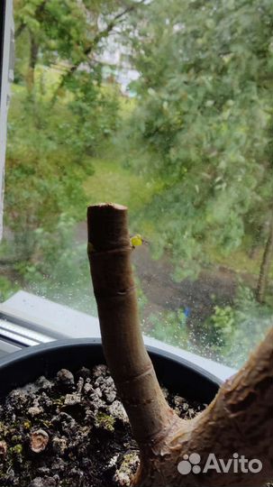 Толстянка (денежное дерево)