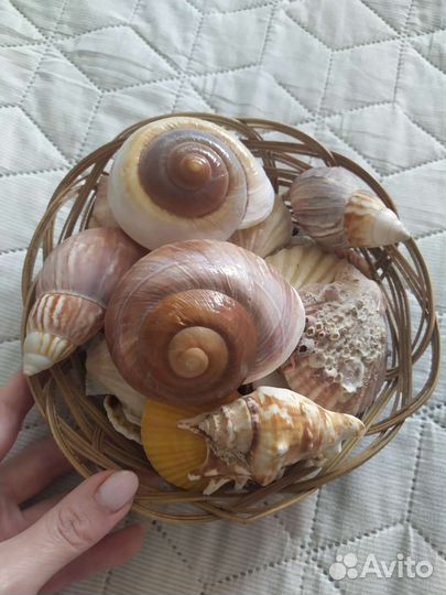 Морские ракушки раковины набором