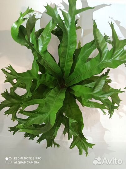Папоротник асплениум