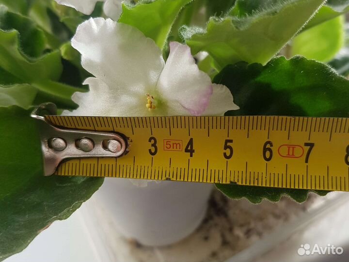 Фиалка сортовая