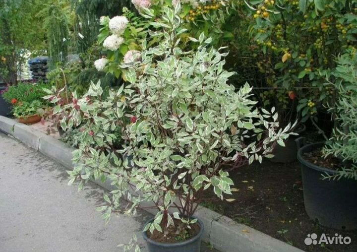 Дерен элегантиссима