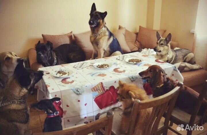 Домашняя передержка собак