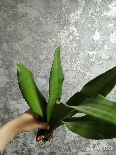 Сансевиерия муншайн