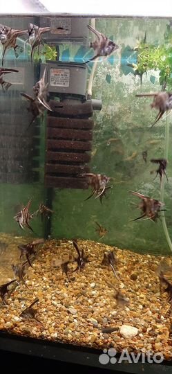 Аквариумные рыбки