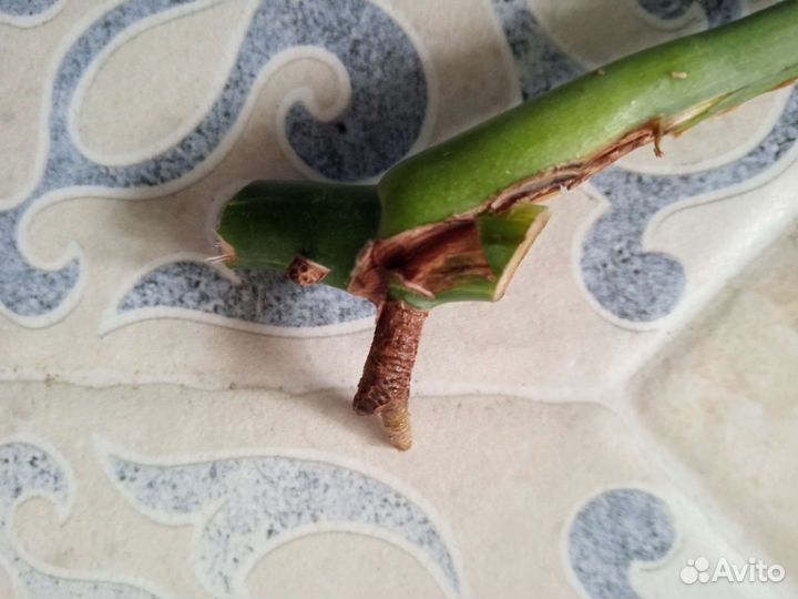 Монстера вариегатная черенок