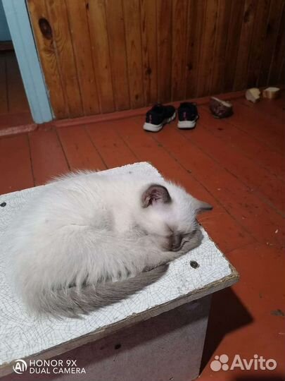 Кошка в дар бесплатно