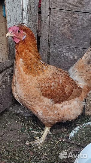 Куры несушки продам