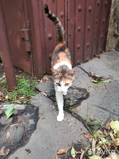 Кошка кошечка