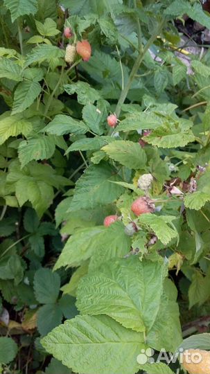 Саженцы ремонтантной малины оранжевое чудо