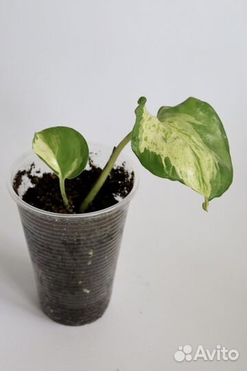 Хэппи Лиф, Неон, Эн-Джой, Пиктус, Бразил