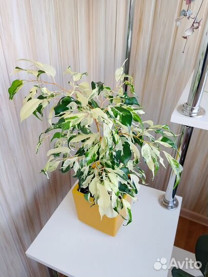 Фикус керли