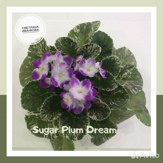 Сортовые фиалки стандарт (листовые черенки)