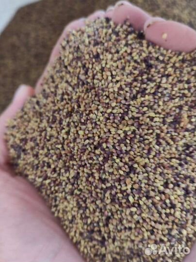 Семена Клевер Красный Многолетний