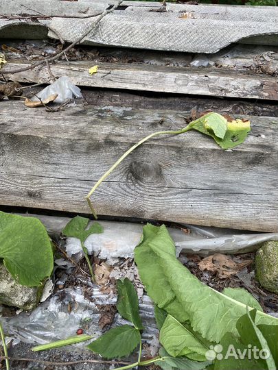 Дрова доски бесплатно