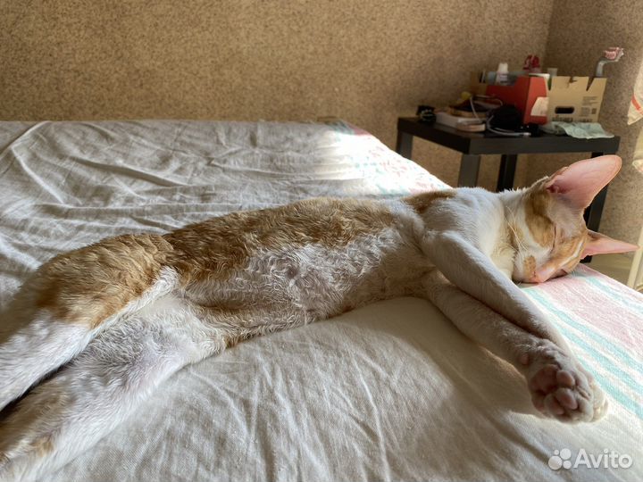 Корниш-рекс вязка