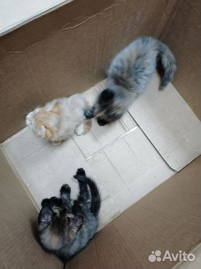 Милые котята в очень добрые руки