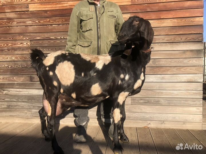 Нубийская 100% покрытая коза и козел