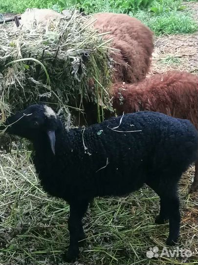 Овцы бараны ягнята