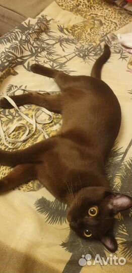 Бурманский кот вязка