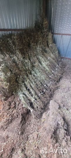 Саженцы черники облепихи