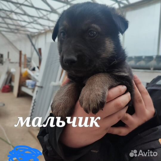 Собака в добрые руки отдам бесплатно