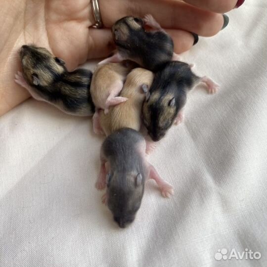 Джунгарские хомяки ручные малыши
