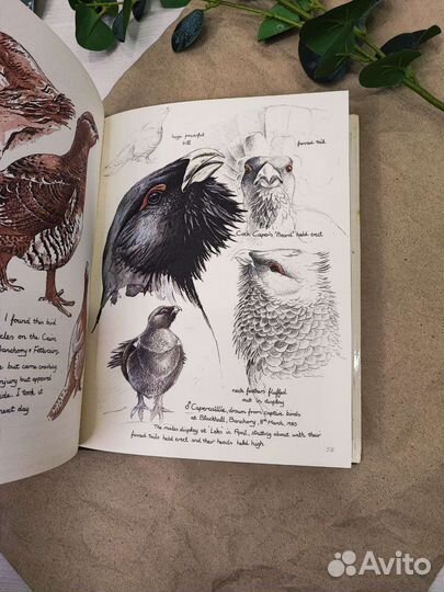 Скетчбук о дикой природе Англии