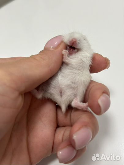 Джунгарский хомяк(гибрид)