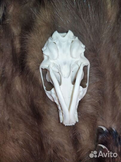 Череп куницы