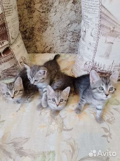 Котята, маленькие друзья