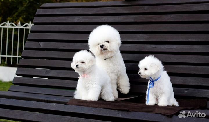 Щенки бишон фризе мини