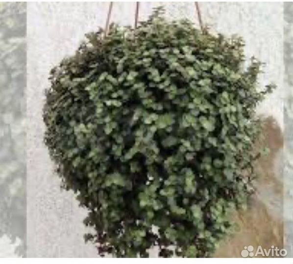 Рассада каллизии