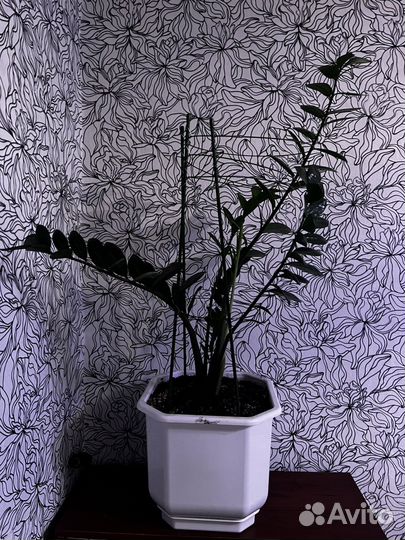 Земиокулькас