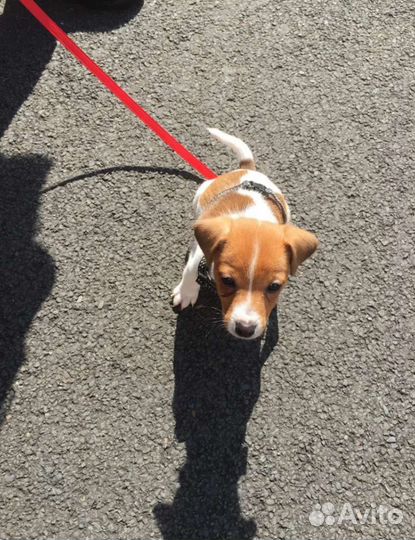 Выгул собак