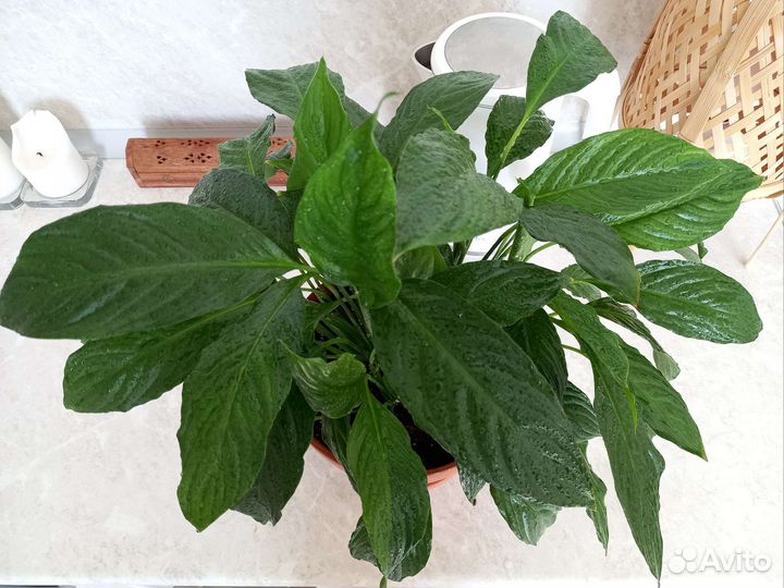 Спатифиллум / Лилия мира