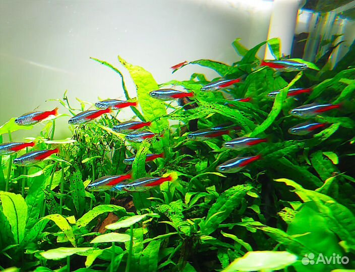 Неон голубой. Аквариумные рыбки