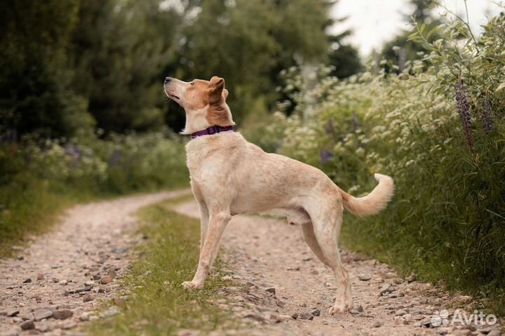 Умный красивый харАктерный пёс ищет семью