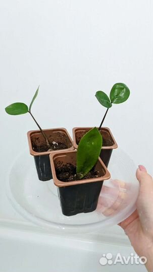 Замиокулькас