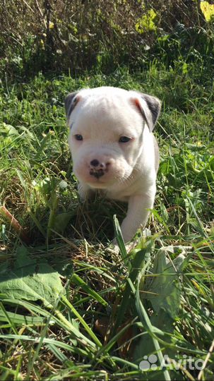 Премиум малыши аст от чемпионов