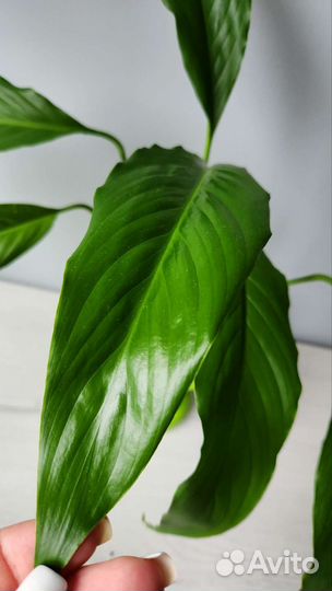 Спатифиллум