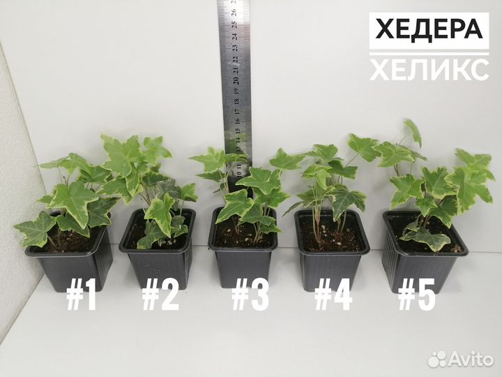 Комнатные цветы разные