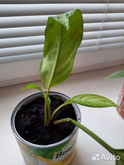 Аглаонема серебристая