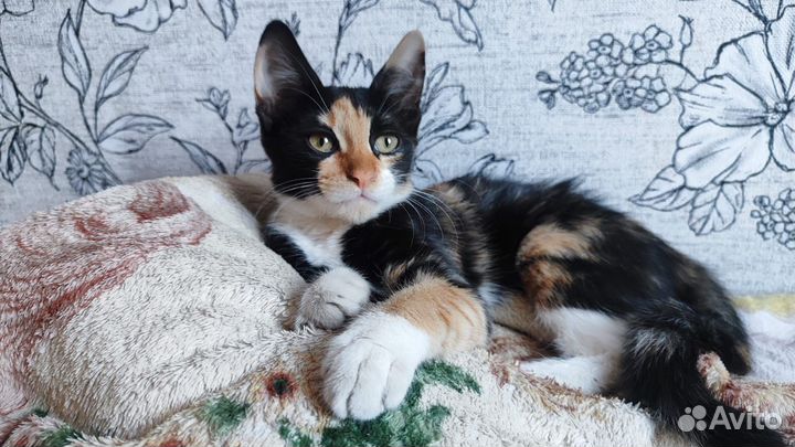 Котенок ищет дом