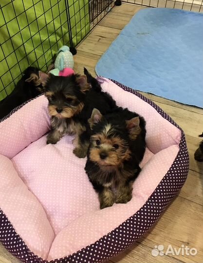 Девочки и мальчики йоркширского терьера