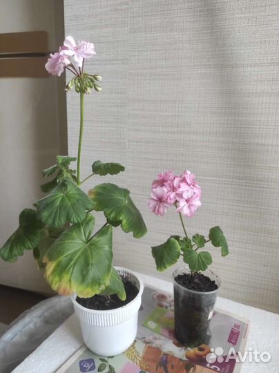 Герань и фиалка