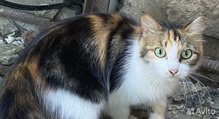 Кошечка в добрые руки