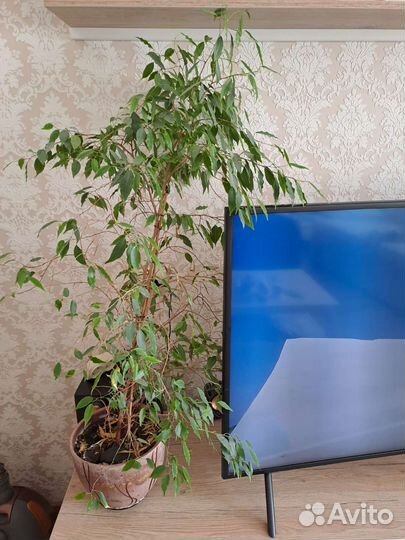 Фикус бенджамина большой