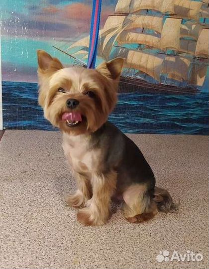 Стрижка собак, линька, ищу моделей на груминг