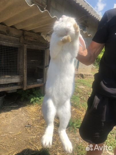 Кролиха котная